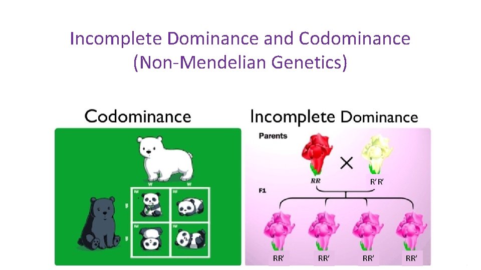 Incomplete Dominance and Codominance (Non-Mendelian Genetics) R’R’ RR’ RR’ 