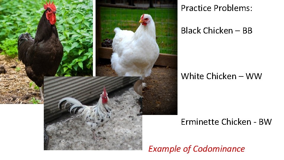 Practice Problems: Black Chicken – BB White Chicken – WW Erminette Chicken - BW