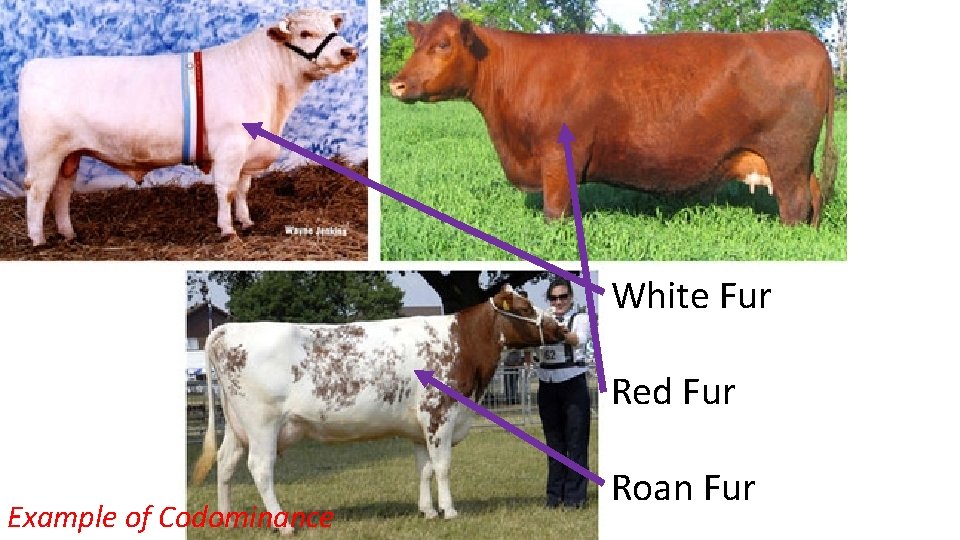 White Fur Red Fur Example of Codominance Roan Fur 