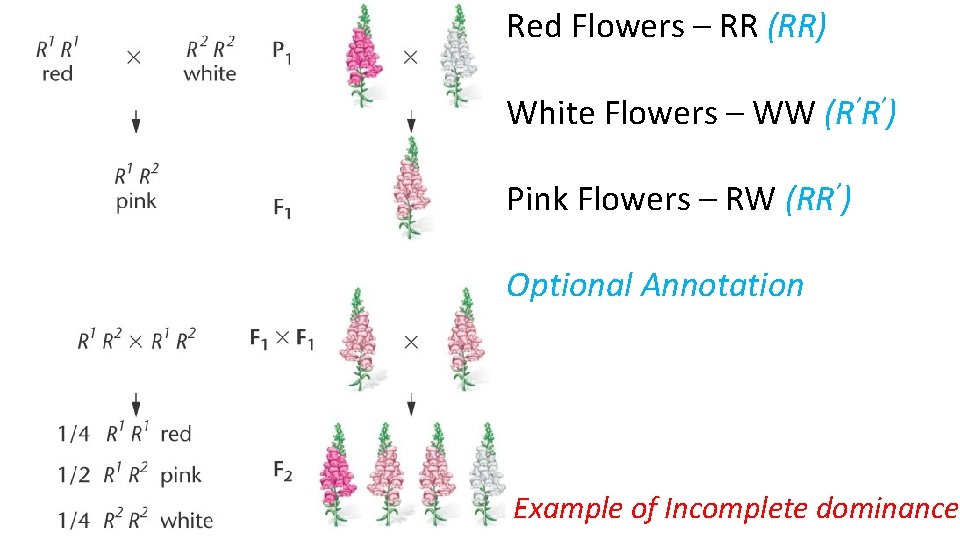 Red Flowers – RR (RR) White Flowers – WW (R’R’) Pink Flowers – RW