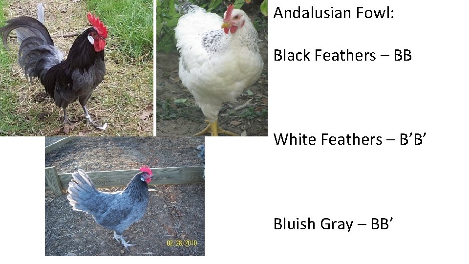 Andalusian Fowl: Black Feathers – BB White Feathers – B’B’ Bluish Gray – BB’