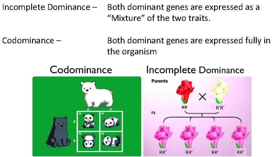 Incomplete Dominance – Both dominant genes are expressed as a “Mixture” of the two