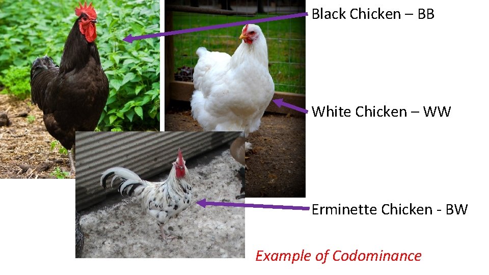 Black Chicken – BB White Chicken – WW Erminette Chicken - BW Example of