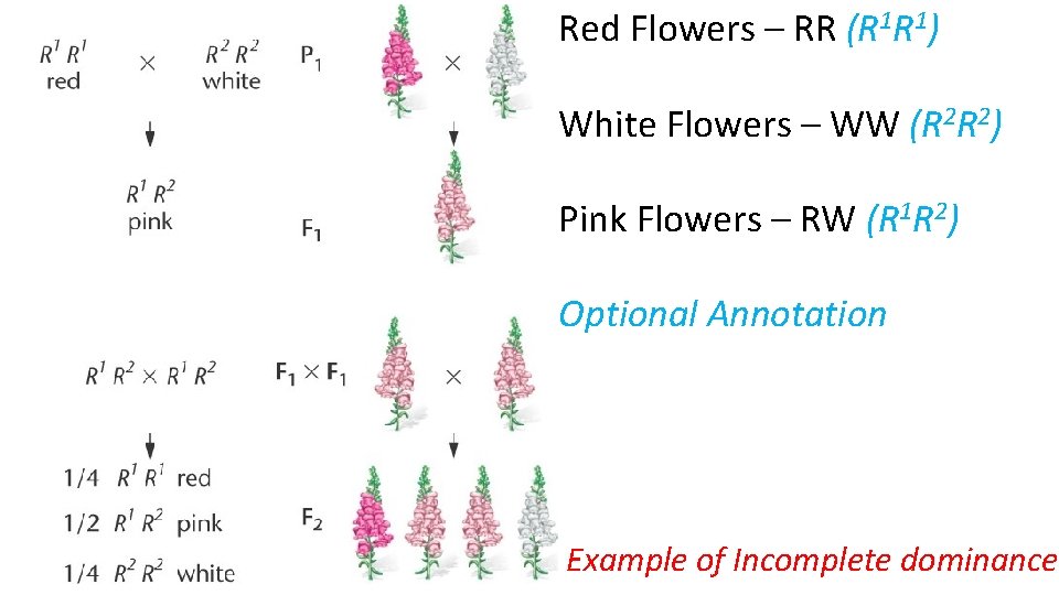 Red Flowers – RR (R 1 R 1) White Flowers – WW (R 2