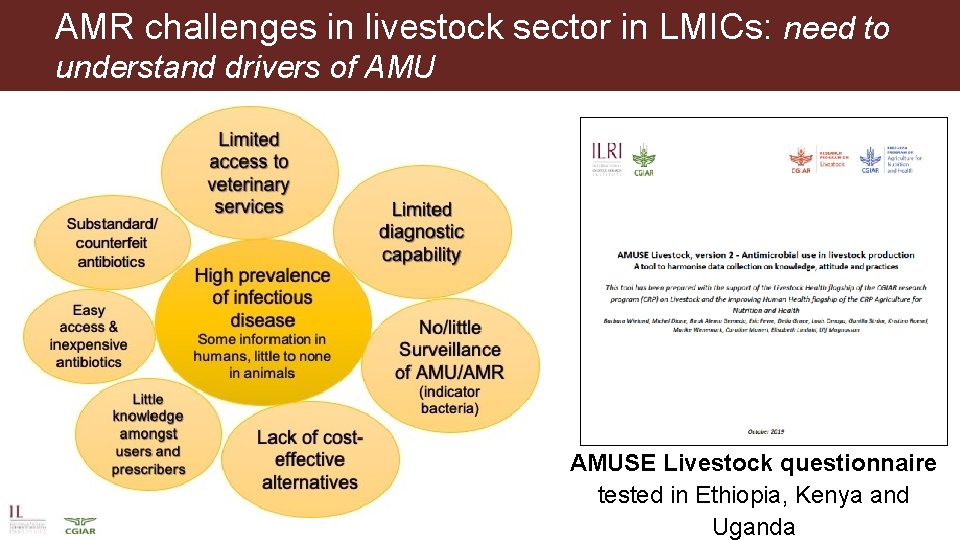 AMR challenges in livestock sector in LMICs: need to understand drivers of AMUSE Livestock