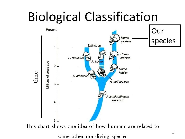 Biological Classification time Our species This chart shows one idea of how humans are