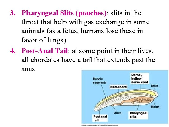 3. Pharyngeal Slits (pouches): slits in the throat that help with gas exchange in