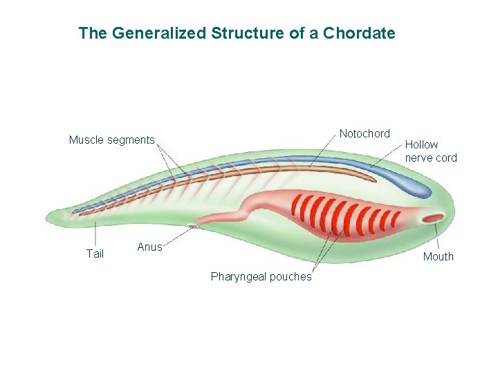 The Generalized Structure of a Chordate Section 30 -1 Notochord Muscle segments Tail Anus