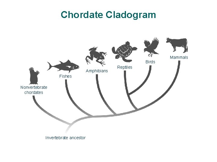Section 30 -1 Chordate Cladogram Birds Amphibians Fishes Nonvertebrate chordates Invertebrate ancestor Reptiles Mammals
