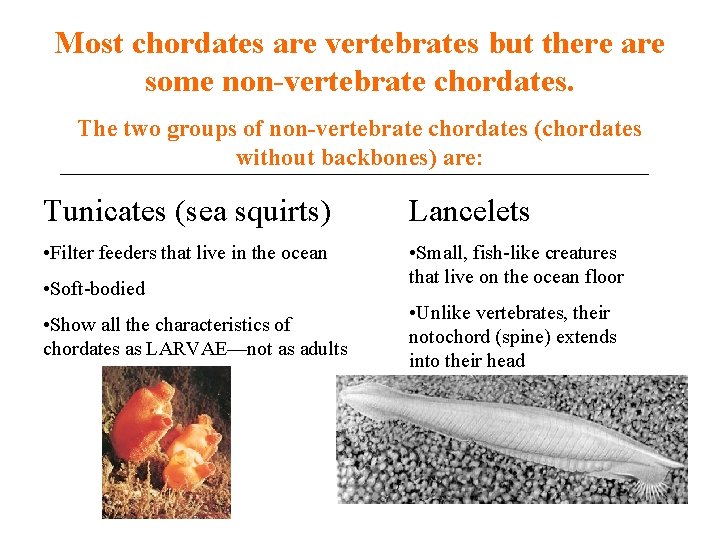 Most chordates are vertebrates but there are some non-vertebrate chordates. The two groups of