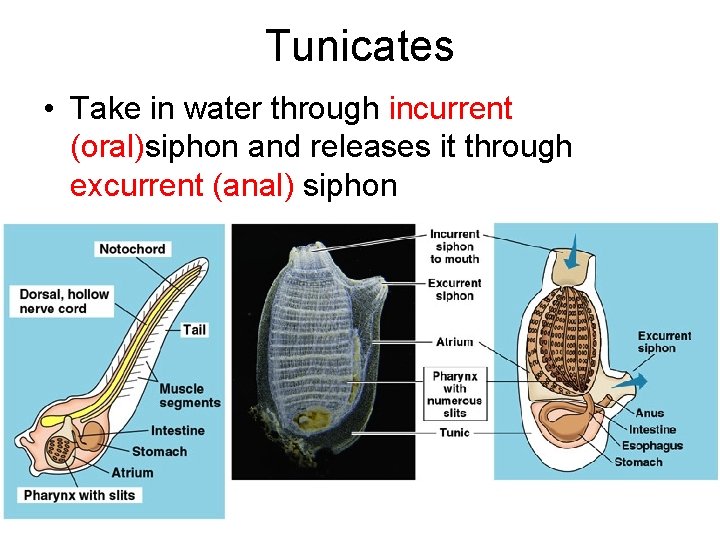 Tunicates • Take in water through incurrent (oral)siphon and releases it through excurrent (anal)