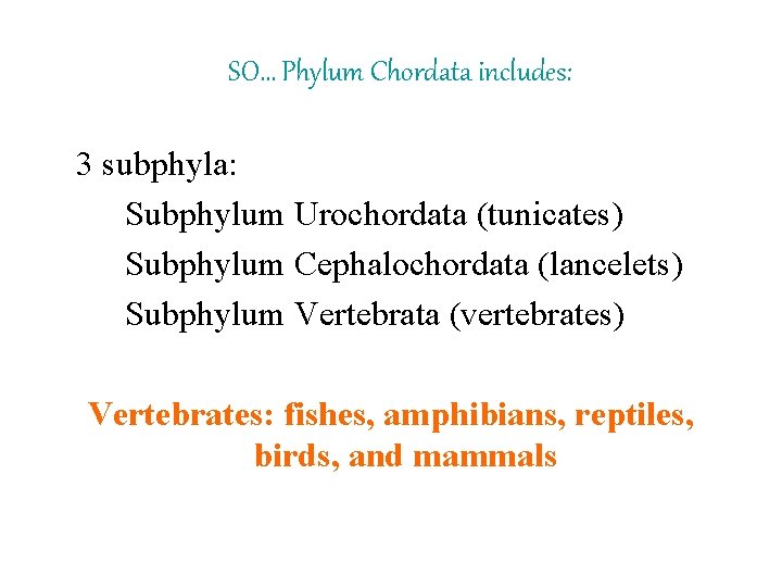 SO… Phylum Chordata includes: 3 subphyla: Subphylum Urochordata (tunicates) Subphylum Cephalochordata (lancelets) Subphylum Vertebrata