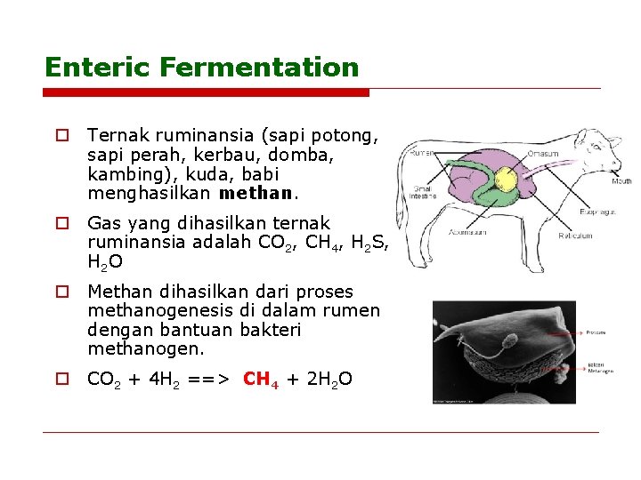 Enteric Fermentation o Ternak ruminansia (sapi potong, sapi perah, kerbau, domba, kambing), kuda, babi