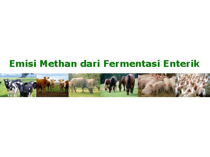 Emisi Methan dari Fermentasi Enterik 