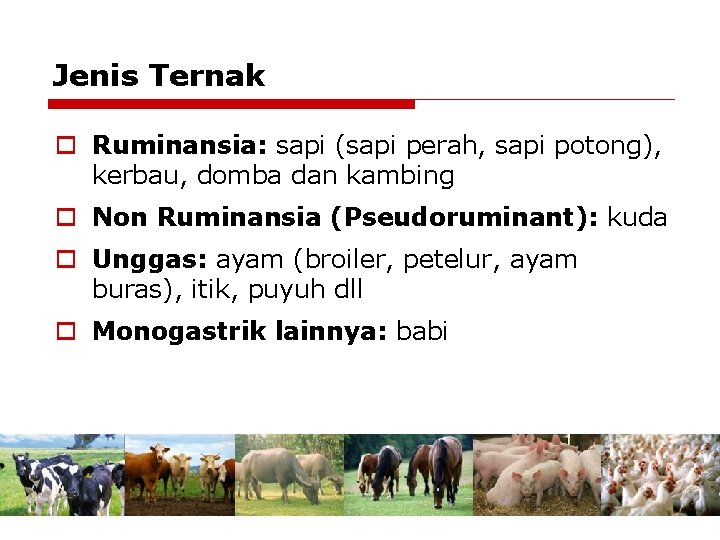 Jenis Ternak o Ruminansia: sapi (sapi perah, sapi potong), kerbau, domba dan kambing o