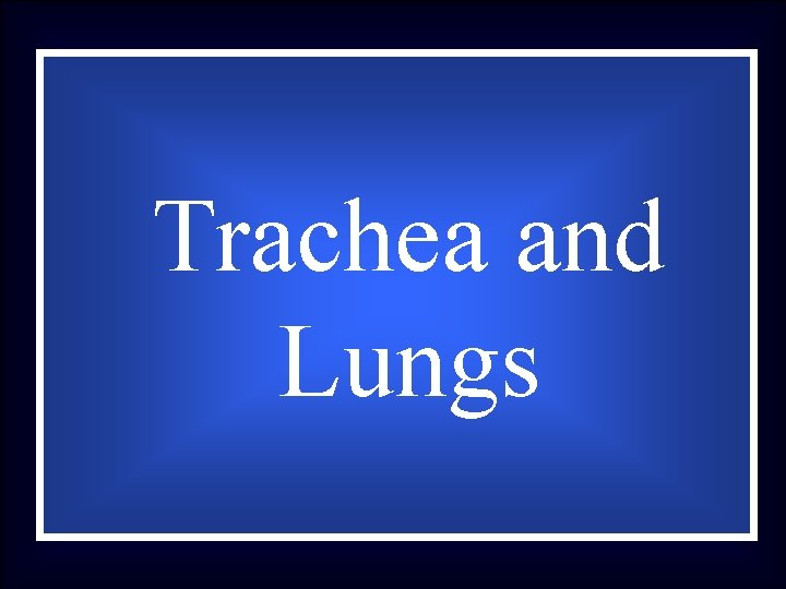Trachea and Lungs 