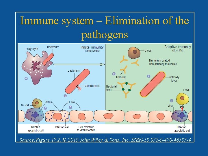 Immune system – Elimination of the pathogens Source: Figure 17. 2, © 2010 John