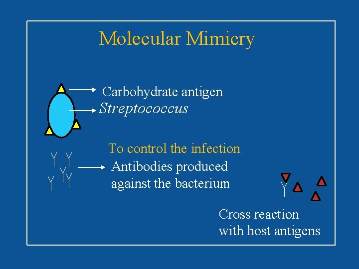 Molecular Mimicry Carbohydrate antigen Streptococcus To control the infection Antibodies produced against the bacterium