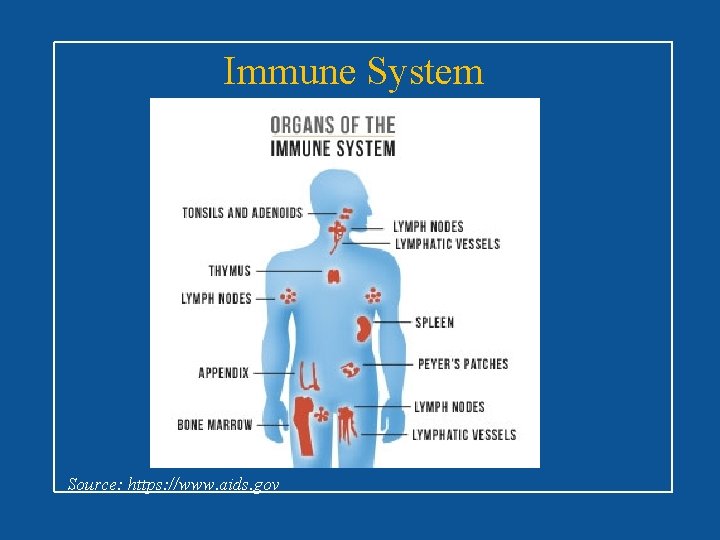 Immune System Source: https: //www. aids. gov 