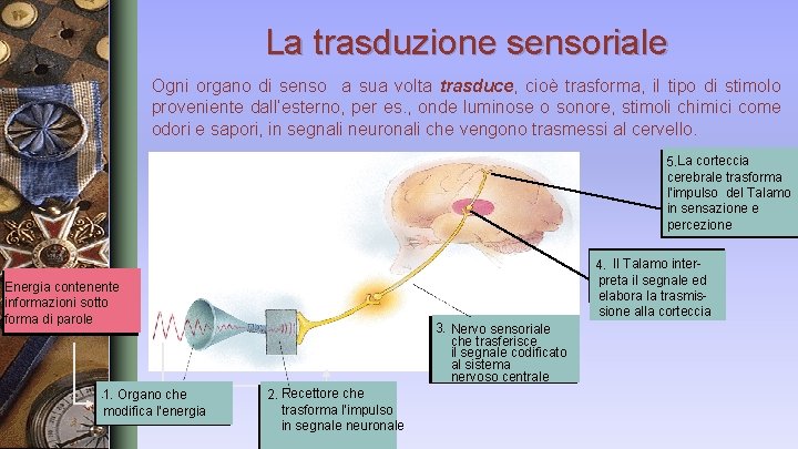 La trasduzione sensoriale Ogni organo di senso a sua volta trasduce, cioè trasforma, il