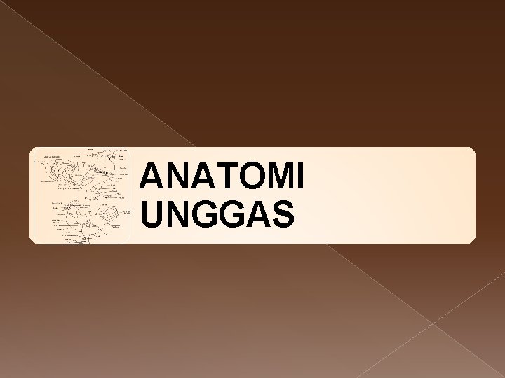 ANATOMI UNGGAS 