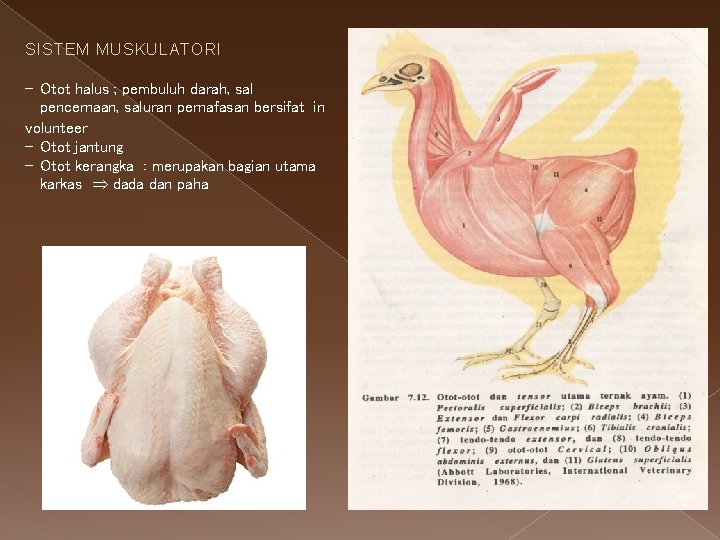 SISTEM MUSKULATORI - Otot halus ; pembuluh darah, sal pencernaan, saluran pernafasan bersifat in