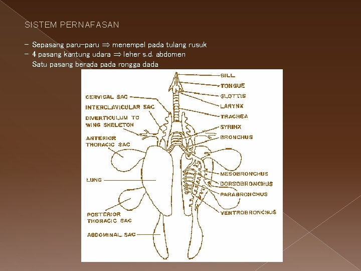 SISTEM PERNAFASAN - Sepasang paru-paru menempel pada tulang rusuk - 4 pasang kantung udara