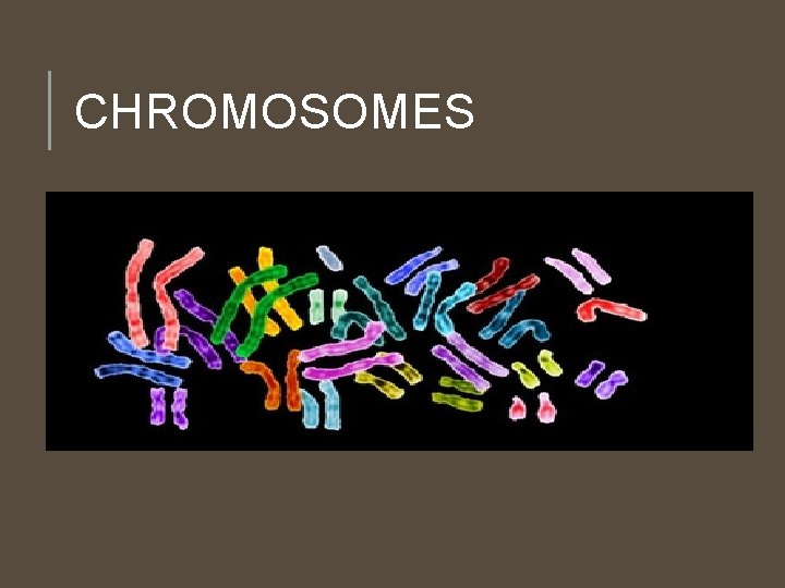 CHROMOSOMES CHROMOSOMES