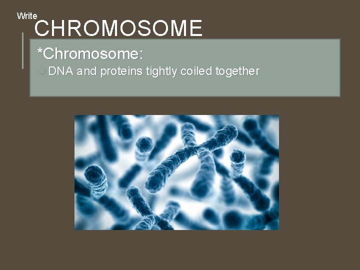 Write CHROMOSOME *Chromosome: DNA and proteins tightly coiled together Write CHROMOSOME *Chromosome: DNA and proteins tightly coiled together