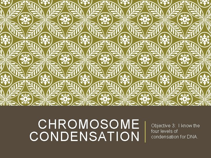 CHROMOSOME CONDENSATION Objective 3: I know the four levels of condensation for DNA. CHROMOSOME CONDENSATION Objective 3: I know the four levels of condensation for DNA.