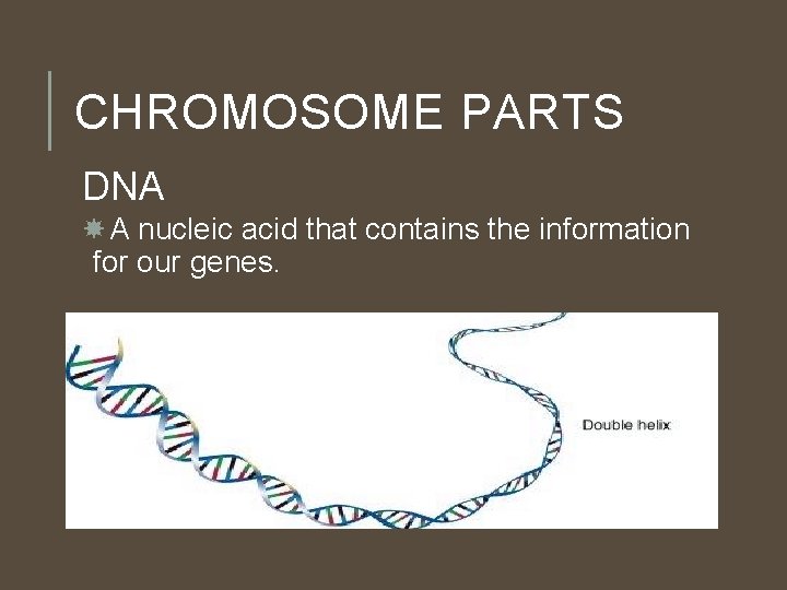 CHROMOSOME PARTS DNA A nucleic acid that contains the information for our genes. CHROMOSOME PARTS DNA A nucleic acid that contains the information for our genes.