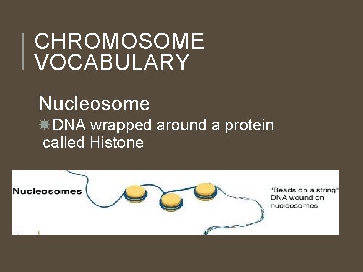CHROMOSOME VOCABULARY Nucleosome DNA wrapped around a protein called Histone CHROMOSOME VOCABULARY Nucleosome DNA wrapped around a protein called Histone