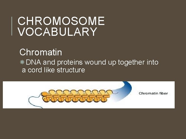 CHROMOSOME VOCABULARY Chromatin DNA and proteins wound up together into a cord like structure CHROMOSOME VOCABULARY Chromatin DNA and proteins wound up together into a cord like structure