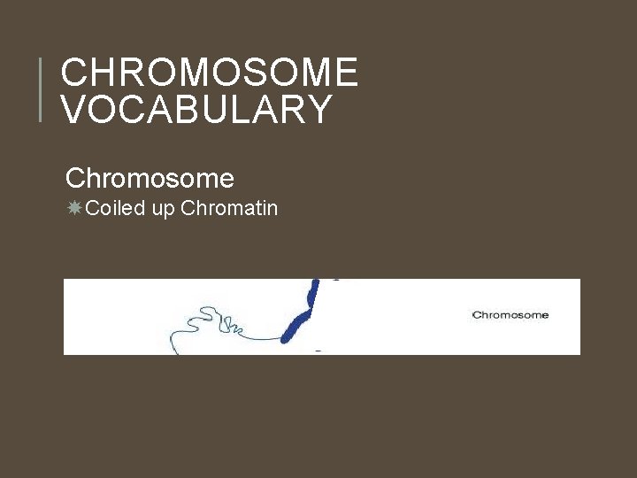 CHROMOSOME VOCABULARY Chromosome Coiled up Chromatin CHROMOSOME VOCABULARY Chromosome Coiled up Chromatin