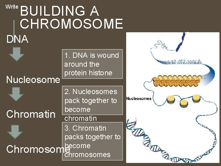 Write BUILDING A CHROMOSOME DNA Nucleosome 1. DNA is wound around the protein histone Write BUILDING A CHROMOSOME DNA Nucleosome 1. DNA is wound around the protein histone