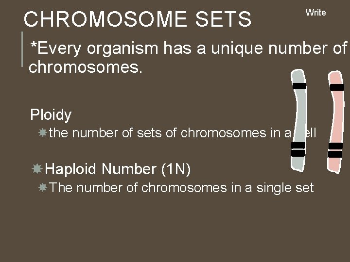 CHROMOSOME SETS Write *Every organism has a unique number of chromosomes. Ploidy the number CHROMOSOME SETS Write *Every organism has a unique number of chromosomes. Ploidy the number