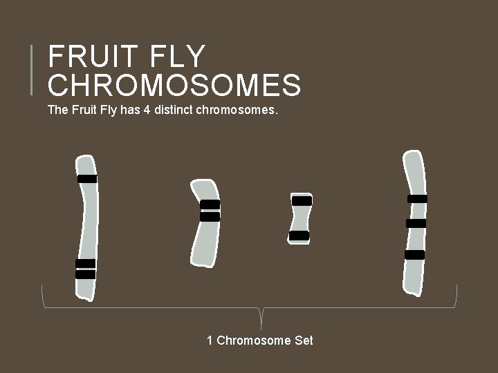 FRUIT FLY CHROMOSOMES The Fruit Fly has 4 distinct chromosomes. 1 Chromosome Set FRUIT FLY CHROMOSOMES The Fruit Fly has 4 distinct chromosomes. 1 Chromosome Set