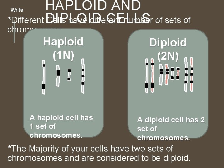 HAPLOID AND CELLS *Different DIPLOID Cells have different number of sets of Write chromosomes. HAPLOID AND CELLS *Different DIPLOID Cells have different number of sets of Write chromosomes.