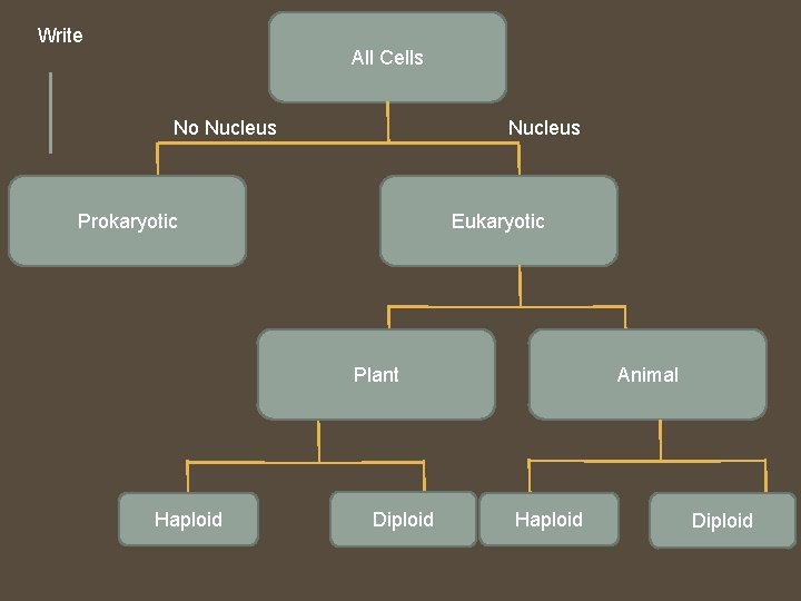 Write All Cells No Nucleus Prokaryotic Eukaryotic Plant Haploid Diploid Animal Haploid Diploid Write All Cells No Nucleus Prokaryotic Eukaryotic Plant Haploid Diploid Animal Haploid Diploid