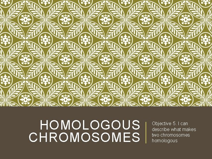 HOMOLOGOUS CHROMOSOMES Objective 5. I can describe what makes two chromosomes homologous HOMOLOGOUS CHROMOSOMES Objective 5. I can describe what makes two chromosomes homologous