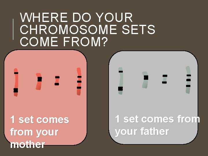 WHERE DO YOUR CHROMOSOME SETS COME FROM? 1 set comes from your mother 1 WHERE DO YOUR CHROMOSOME SETS COME FROM? 1 set comes from your mother 1