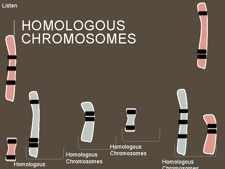 Listen HOMOLOGOUS CHROMOSOMES Homologous Chromosomes Homologous Listen HOMOLOGOUS CHROMOSOMES Homologous Chromosomes Homologous