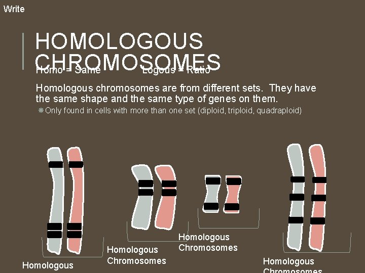 Write HOMOLOGOUS CHROMOSOMES Homo = Same Logous = Ratio Homologous chromosomes are from different Write HOMOLOGOUS CHROMOSOMES Homo = Same Logous = Ratio Homologous chromosomes are from different