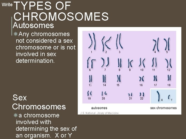 Write TYPES OF CHROMOSOMES Autosomes Any chromosomes not considered a sex chromosome or is Write TYPES OF CHROMOSOMES Autosomes Any chromosomes not considered a sex chromosome or is