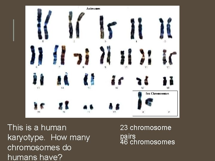 This is a human karyotype. How many chromosomes do humans have? 23 chromosome pairs This is a human karyotype. How many chromosomes do humans have? 23 chromosome pairs