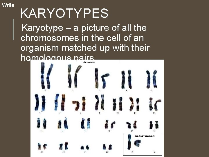 Write KARYOTYPES Karyotype – a picture of all the chromosomes in the cell of Write KARYOTYPES Karyotype – a picture of all the chromosomes in the cell of