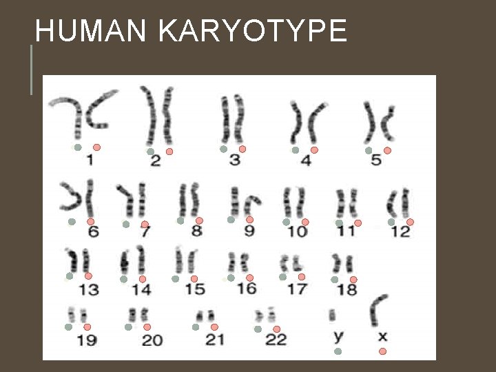 HUMAN KARYOTYPE HUMAN KARYOTYPE