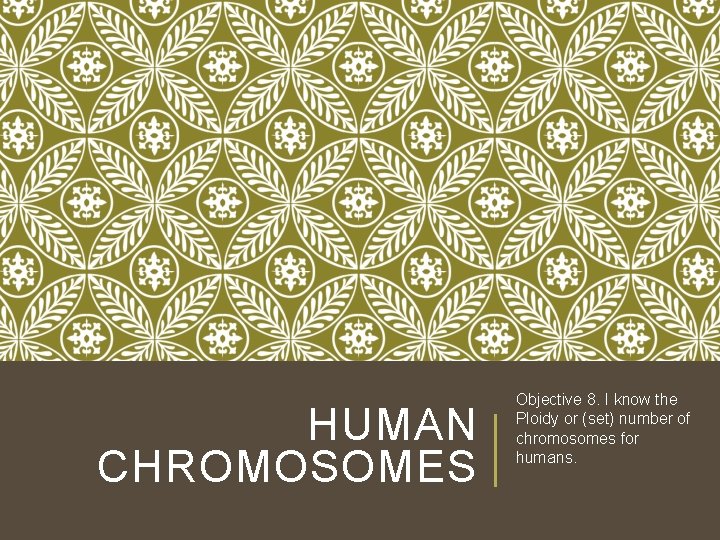 HUMAN CHROMOSOMES Objective 8. I know the Ploidy or (set) number of chromosomes for HUMAN CHROMOSOMES Objective 8. I know the Ploidy or (set) number of chromosomes for