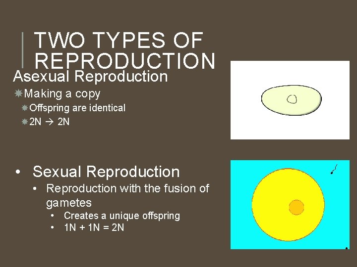 TWO TYPES OF REPRODUCTION Asexual Reproduction Making a copy Offspring are identical 2 N TWO TYPES OF REPRODUCTION Asexual Reproduction Making a copy Offspring are identical 2 N