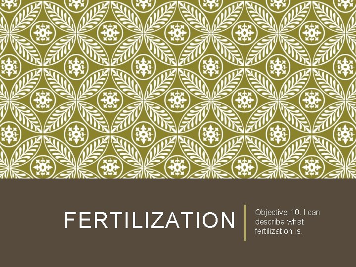 FERTILIZATION Objective 10. I can describe what fertilization is. FERTILIZATION Objective 10. I can describe what fertilization is.